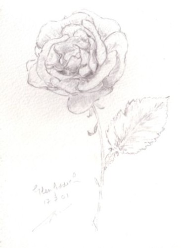 Rose