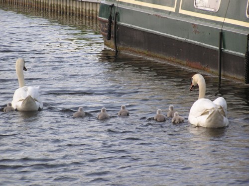 Swans & cygnets