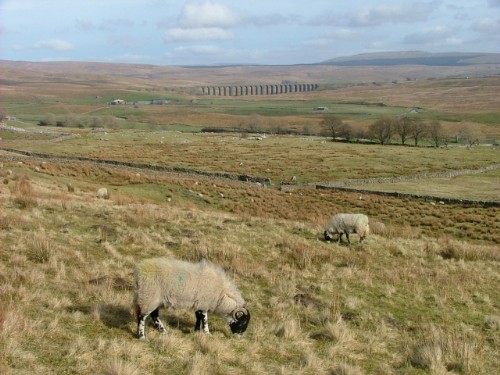 Whernside Sheep