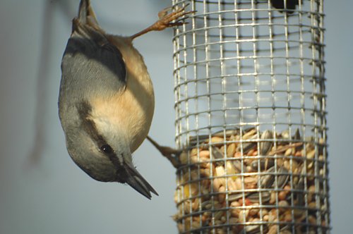 Nuthatch