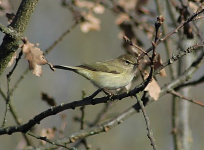 Willow Warbler